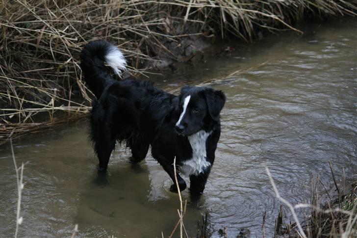 Blanding af racer Bailey - Jubii vand.. det bedste jeg ved i denne verden. billede 14