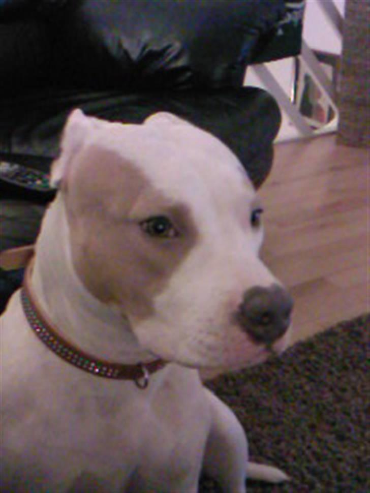 Amerikansk staffordshire terrier Naomi - De siger jeg ligner min mor... billede 1