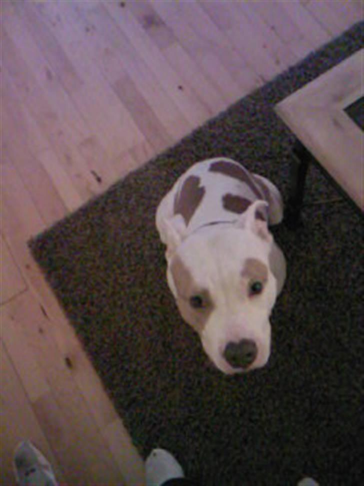 Amerikansk staffordshire terrier Naomi - Jeg kan blive så lille, når jeg gør noget forkert... billede 2