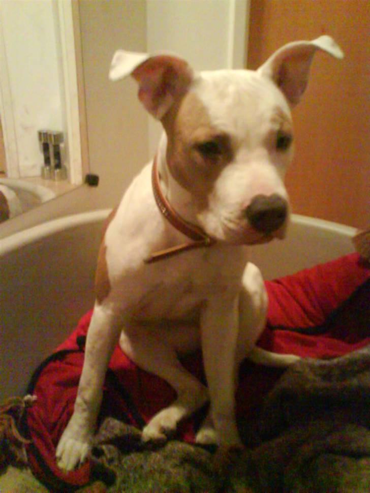 Amerikansk staffordshire terrier Naomi - jeg er ca 6mdr. og lille billede 3