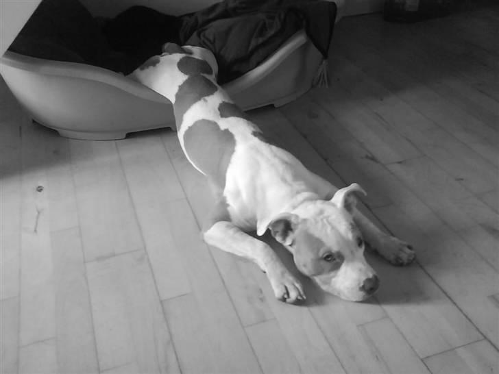 Amerikansk staffordshire terrier Naomi - Ved godt jeg skulle blive i min kurv...men jeg er det også stadig... billede 4