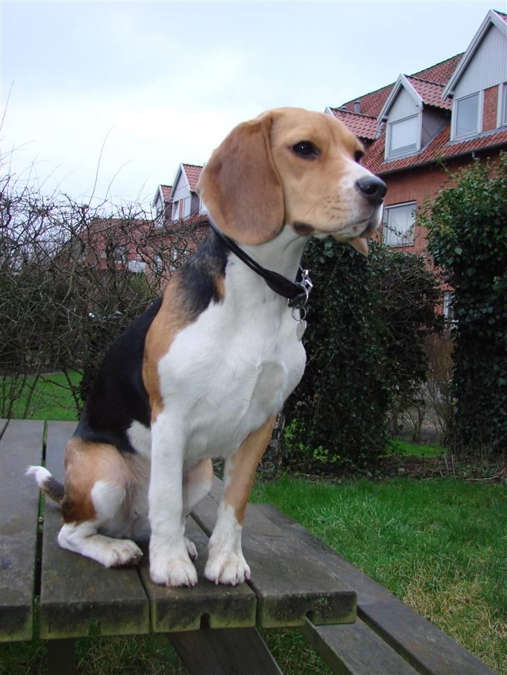 Beagle luna billede 3