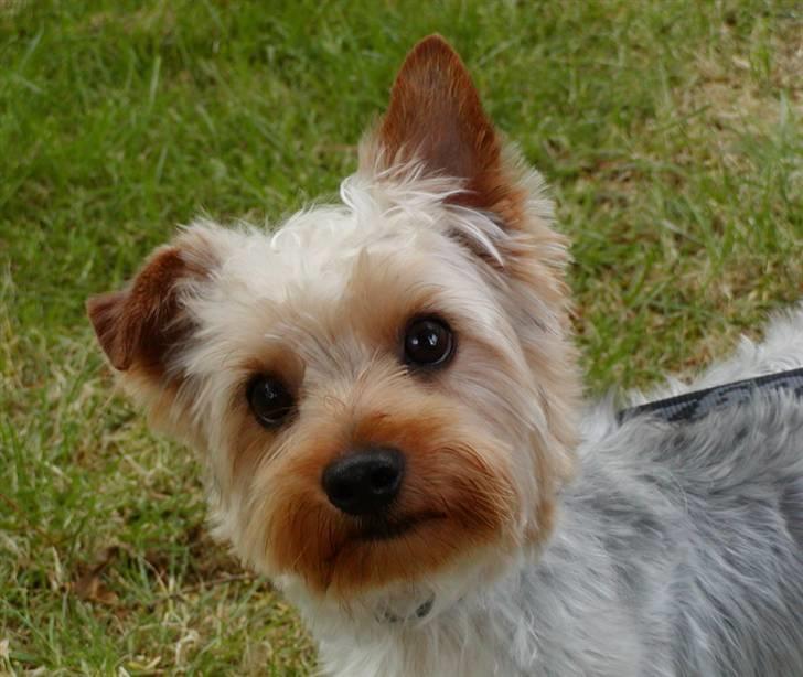 Yorkshire terrier Sniffer - 25. juni 2008. Sådan ser Sniffer ud nu, og han har det bare så godt :-) billede 1