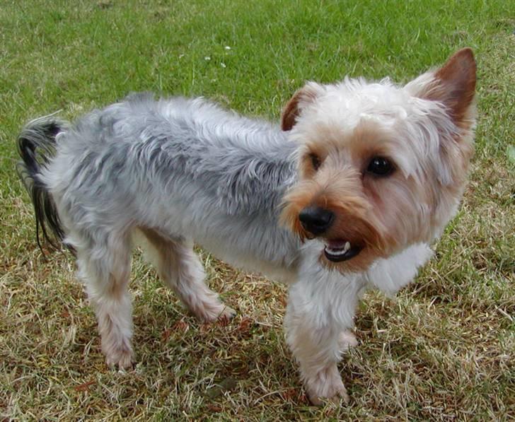 Yorkshire terrier Sniffer - 25. juni 2008. Vores dejlige hund :-) billede 2