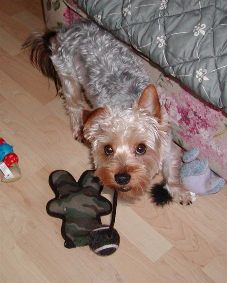 Yorkshire terrier Sniffer - Hej, ska´ vi lege ? ;-) 26. juni 2008 billede 3