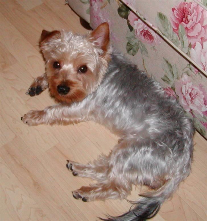 Yorkshire terrier Sniffer - 26. juni 2008 billede 4