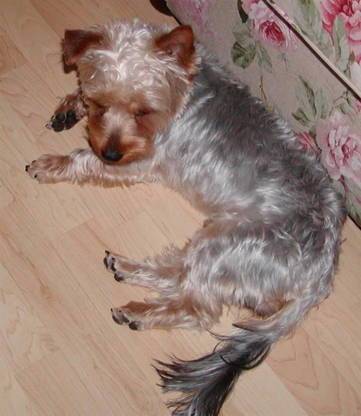 Yorkshire terrier Sniffer - 26 .juni 2008. Lige ved, at sove. billede 5