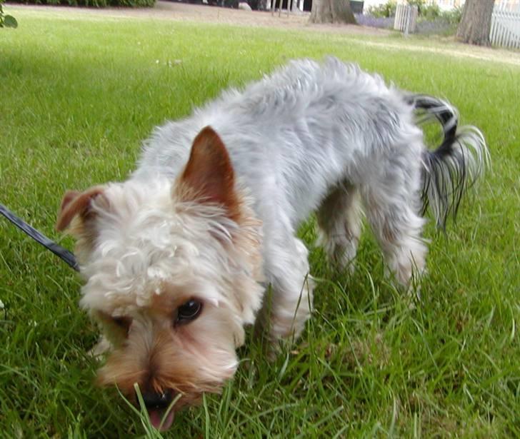 Yorkshire terrier Sniffer - 25. juni 2008. Uhm, græs :-) billede 6