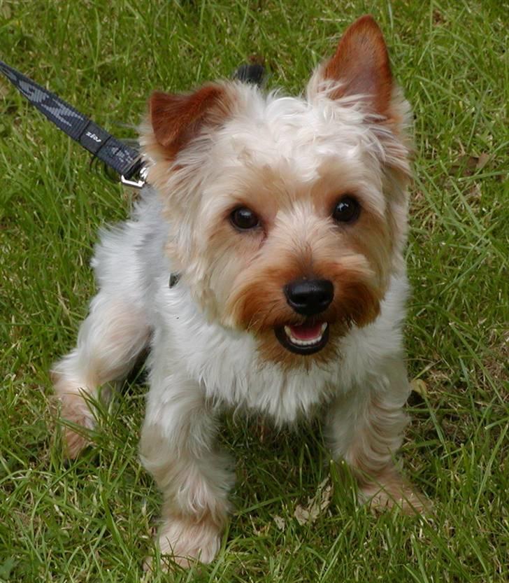 Yorkshire terrier Sniffer - 25. juni 2008. Hej med dig :-) billede 7