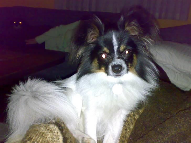 Papillon Micki billede 15