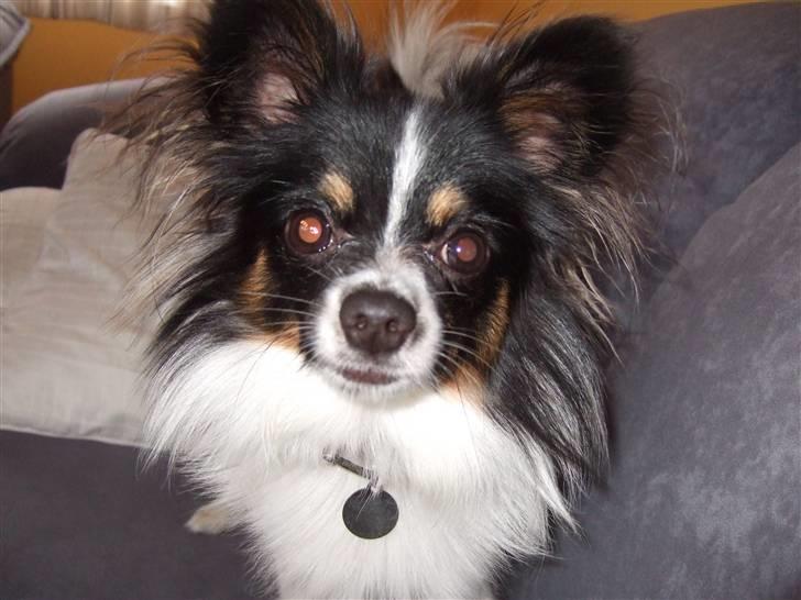 Papillon Micki billede 16