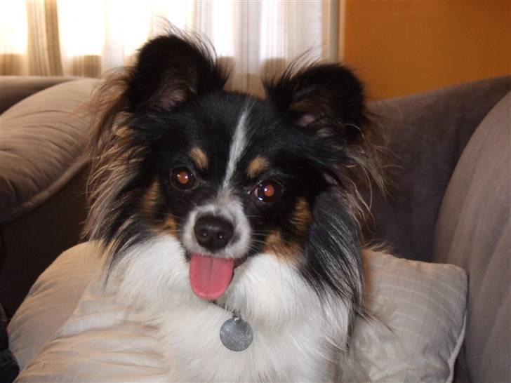 Papillon Micki billede 17