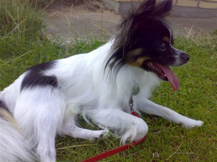 Papillon Micki billede 18