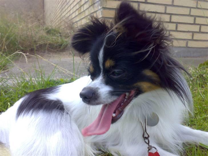 Papillon Micki billede 19