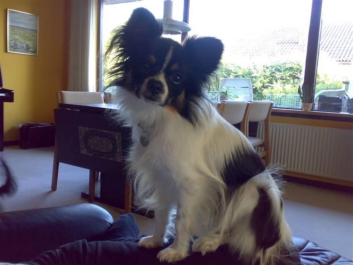 Papillon Micki billede 20