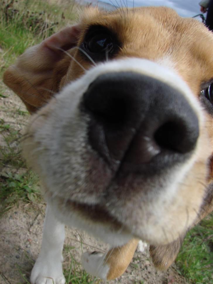 Beagle luna billede 5