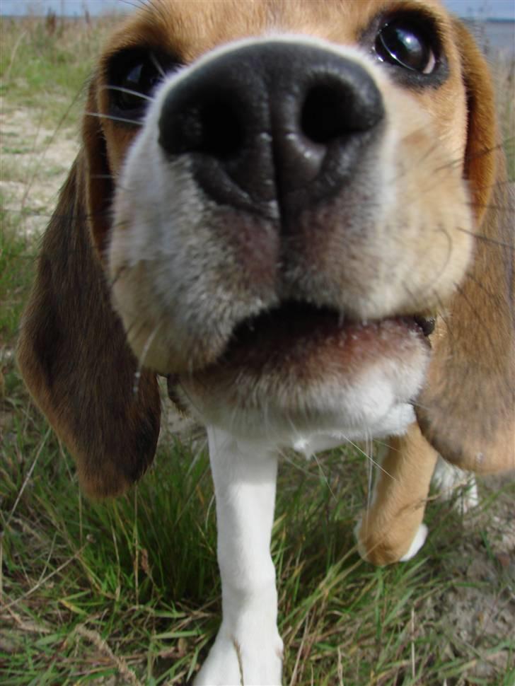 Beagle luna billede 6