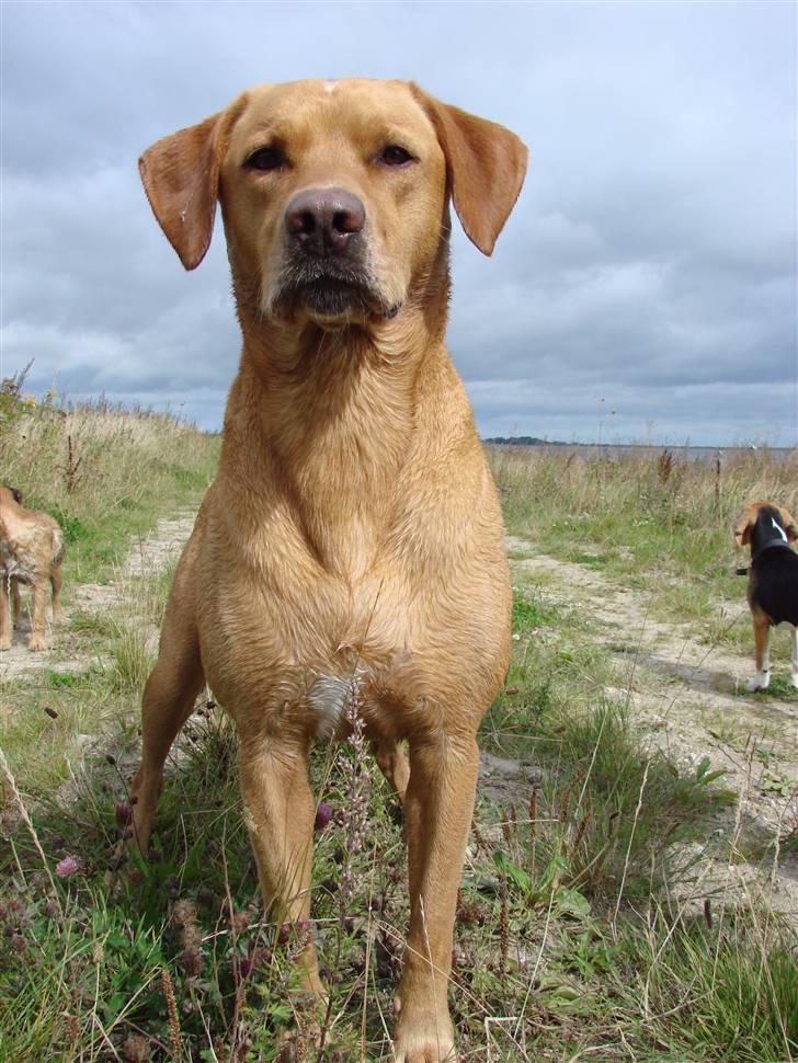 Blanding af racer cosmo R.I.P. billede 3