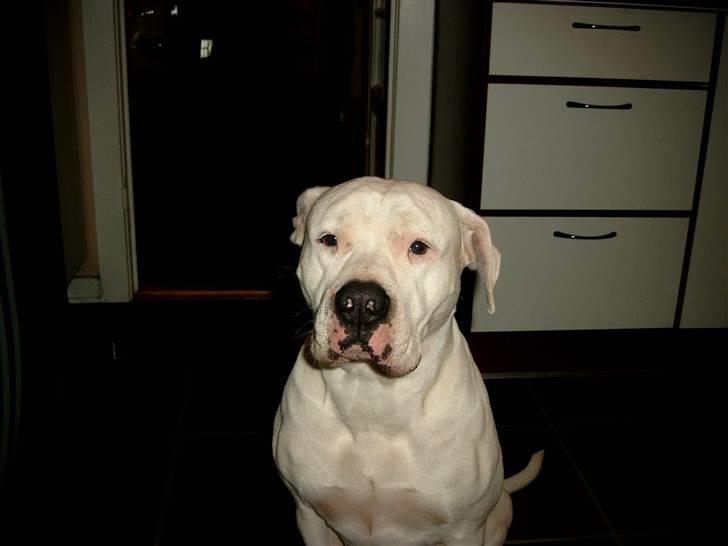 Amerikansk bulldog Kamphunden Mischa billede 1