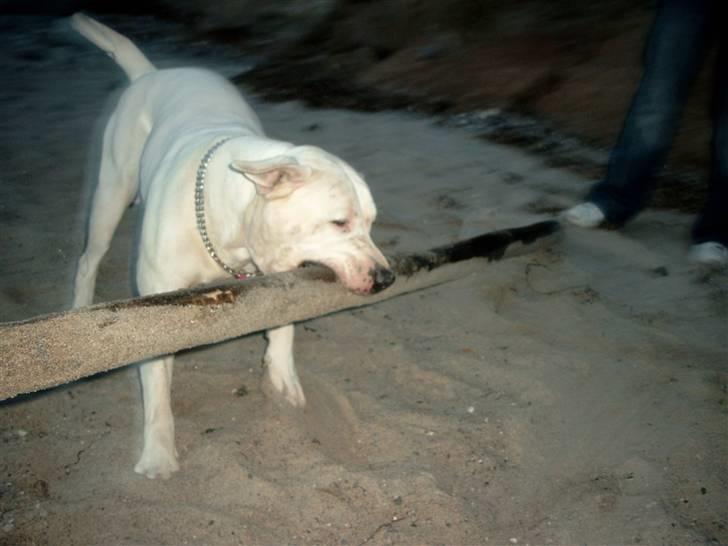 Amerikansk bulldog Kamphunden Mischa billede 3