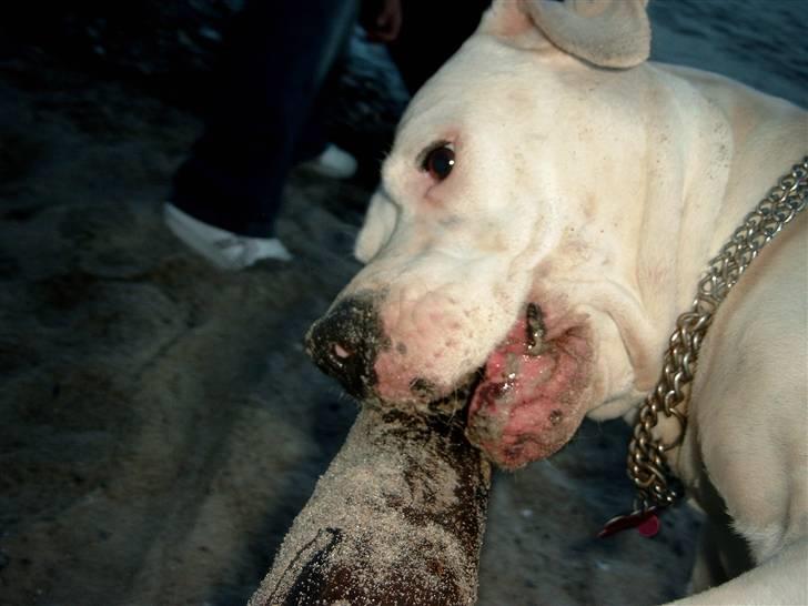 Amerikansk bulldog Kamphunden Mischa billede 5