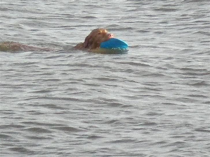 Nova scotia duck tolling retriever bailey - ca. 1 år og 3 måneder: der er ikke noget bedre end at svømme ud efter frisbeen når far kaster den. billede 13