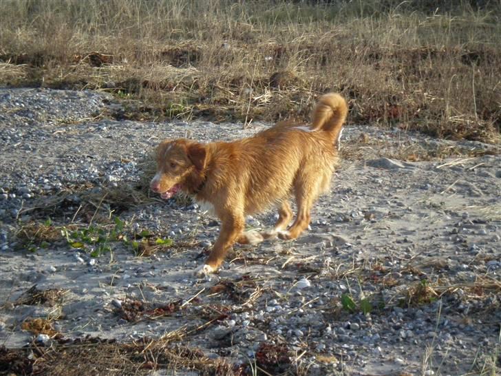 Nova scotia duck tolling retriever bailey - ca. 1 år og 4 måneder: her er jeg igen på stranden. billede 14