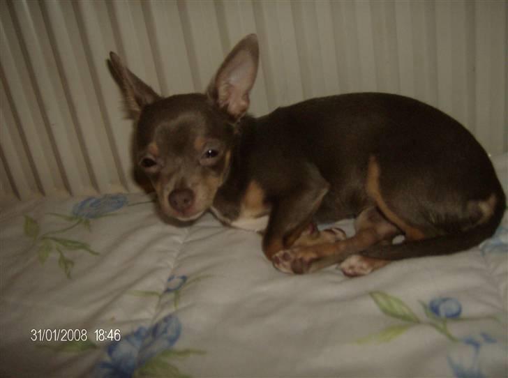 Chihuahua Shelby *03.10.* billede 17