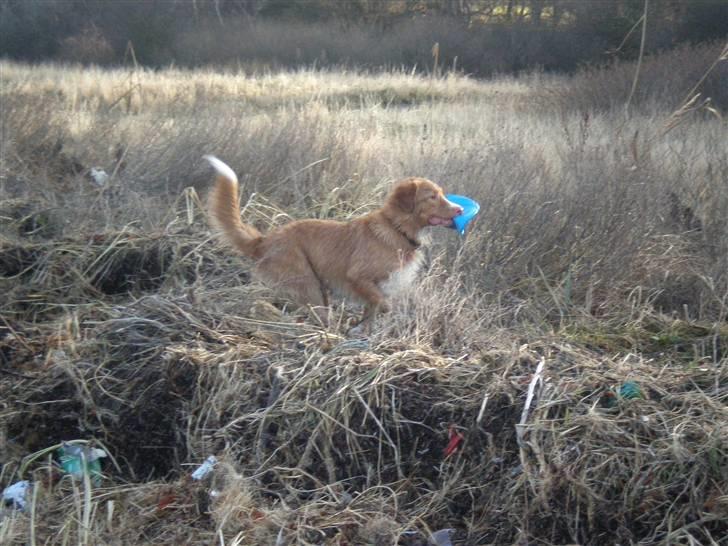 Nova scotia duck tolling retriever bailey - ca. 1 år og 4 måneder: jeg er også god i terrænet. billede 18