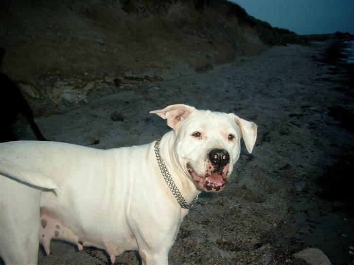 Amerikansk bulldog Kamphunden Mischa billede 6