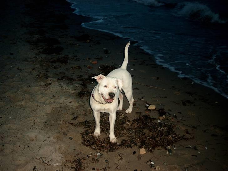 Amerikansk bulldog Kamphunden Mischa billede 7