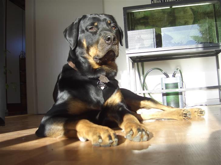 Rottweiler Tyson .. R.I.P billede 9