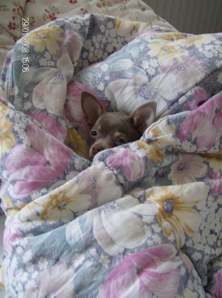 Chihuahua Shelby *03.10.* billede 18