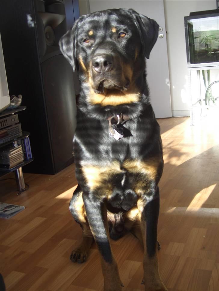 Rottweiler Tyson .. R.I.P billede 10