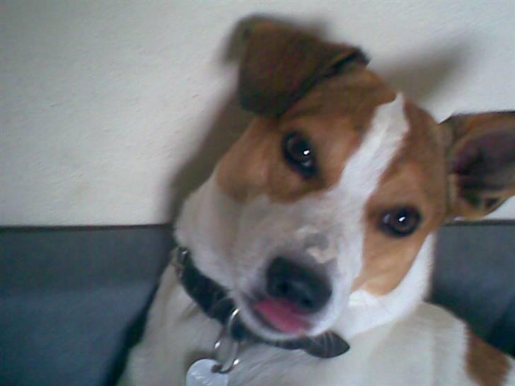 Dansk svensk gaardhund Buller billede 1