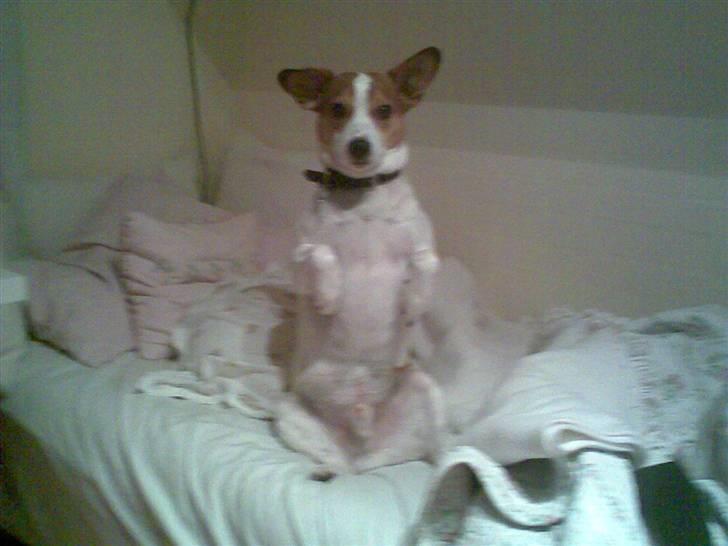 Dansk svensk gaardhund Buller billede 2