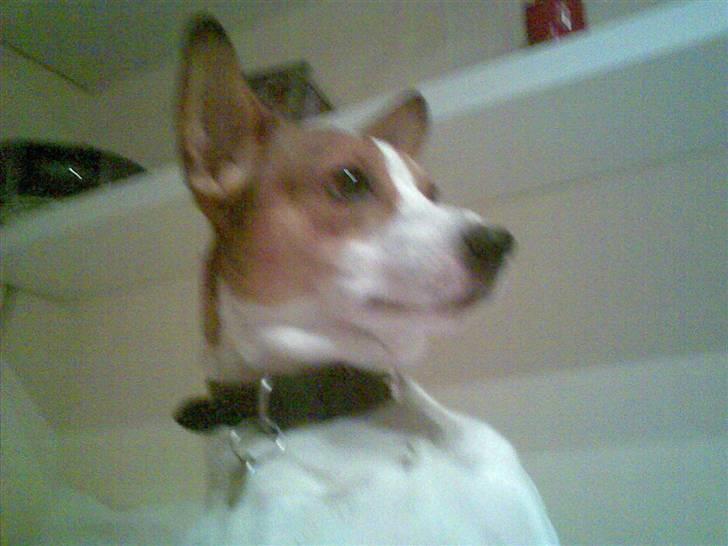 Dansk svensk gaardhund Buller billede 3