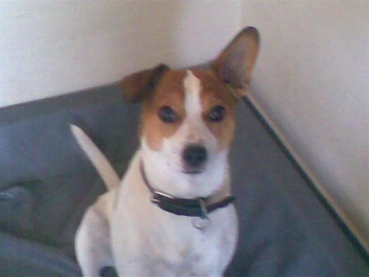 Dansk svensk gaardhund Buller billede 4