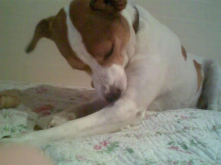 Dansk svensk gaardhund Buller billede 5