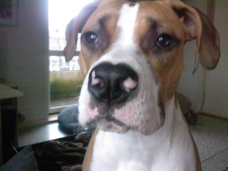 Amerikansk staffordshire terrier zoe - se lige flotte mig billede 20