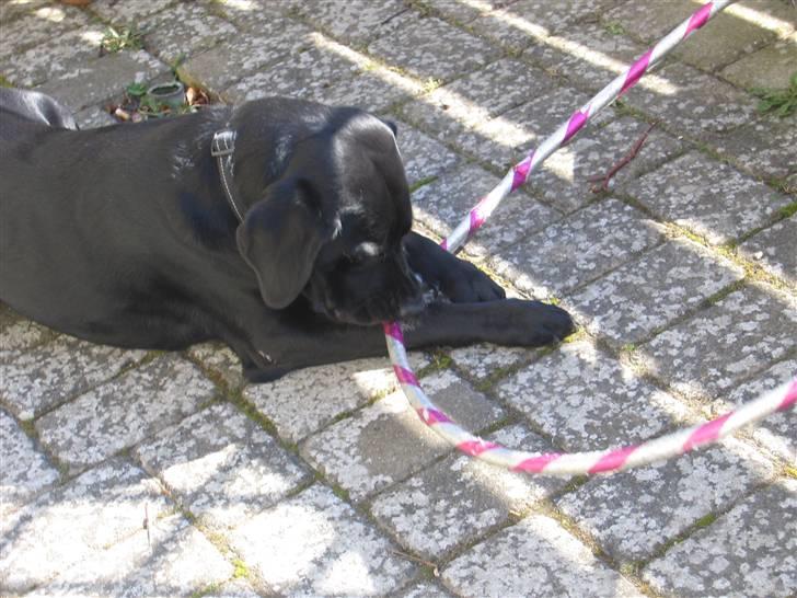 Labrador retriever Sammi R.I.P  - Hulehop ringe er altså sjove at bide i xD <3 billede 2