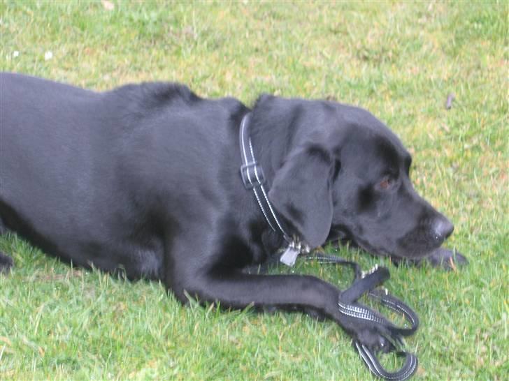 Labrador retriever Sammi R.I.P  - Jeg er nogfet af et lege barn :) <3 Jeg elsker at bid ei min snor :) billede 3
