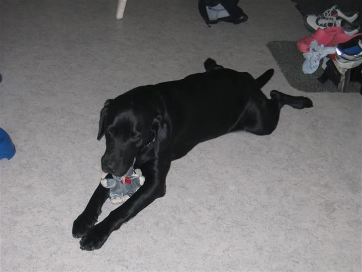 Labrador retriever Sammi R.I.P  - Den, er bamse er sjov at lege med xD <3 billede 4