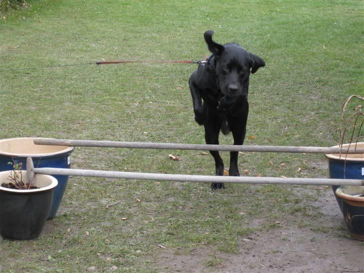 Labrador retriever Sammi R.I.P  - Skal hoppe over en oxer xD billede 5