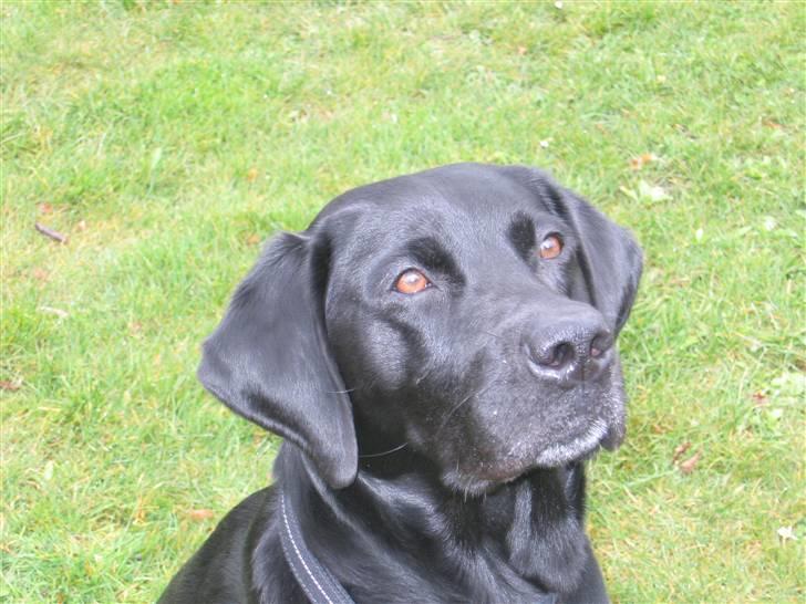 Labrador retriever Sammi R.I.P  - Er mit hovede ikke bedårende <3 billede 6