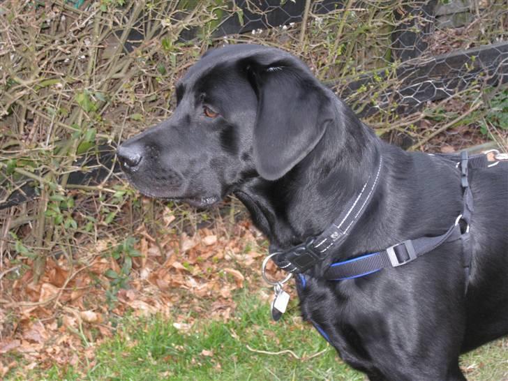 Labrador retriever Sammi R.I.P  - Smukke mig i efteråret <3 billede 7
