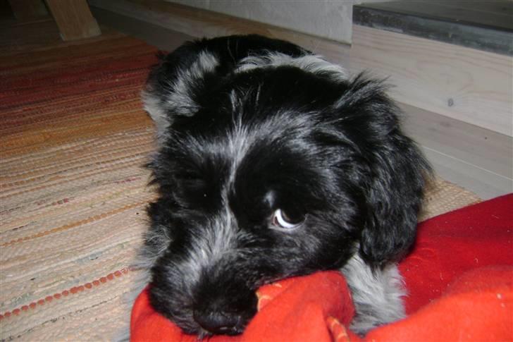 Schapendoes Oskar - Hey du der vil du række mig hundekiksene på hylden tak! hehe billede 2