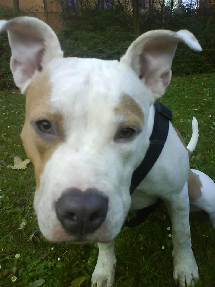 Amerikansk staffordshire terrier Naomi - ***CLOSE-UP*** billede 5