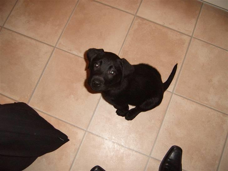 Labrador retriever Anton Skjødt - Min første nytårs aften.. 9½ uge gammel billede 2