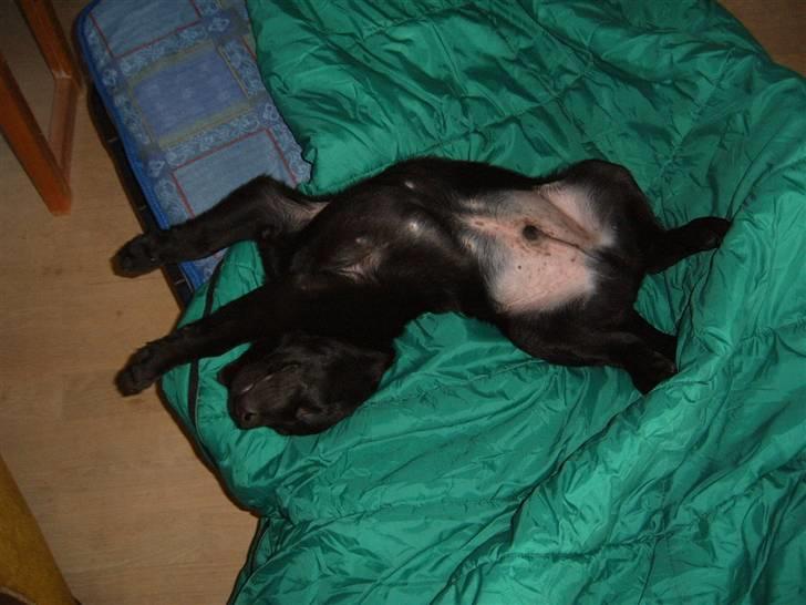 Labrador retriever Anton Skjødt - Hvad er bedre end og sove i mors sovepose?? billede 3